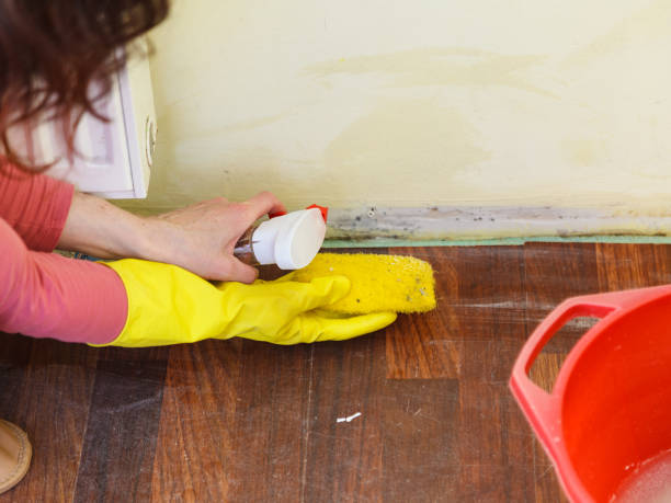 Best Mold Damage Restoration  in Lake Arrowhead, CA